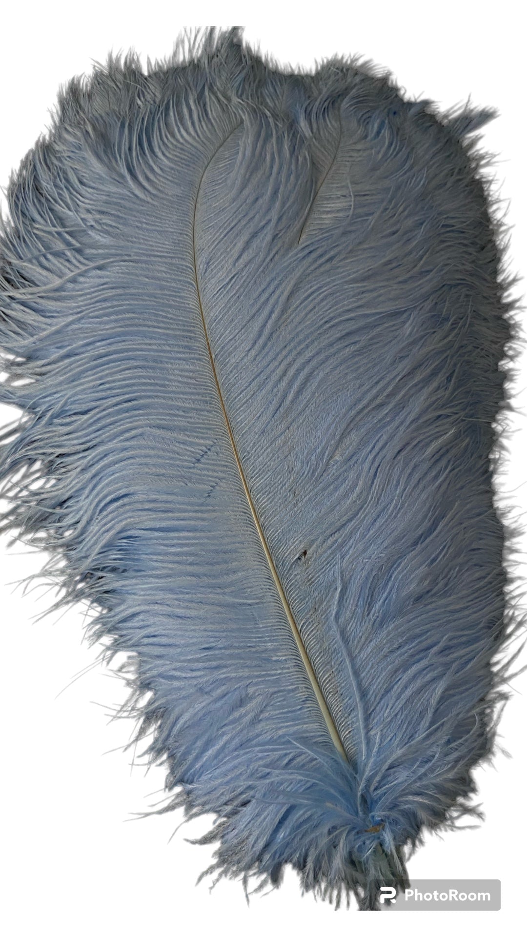 Ostrich Feathers