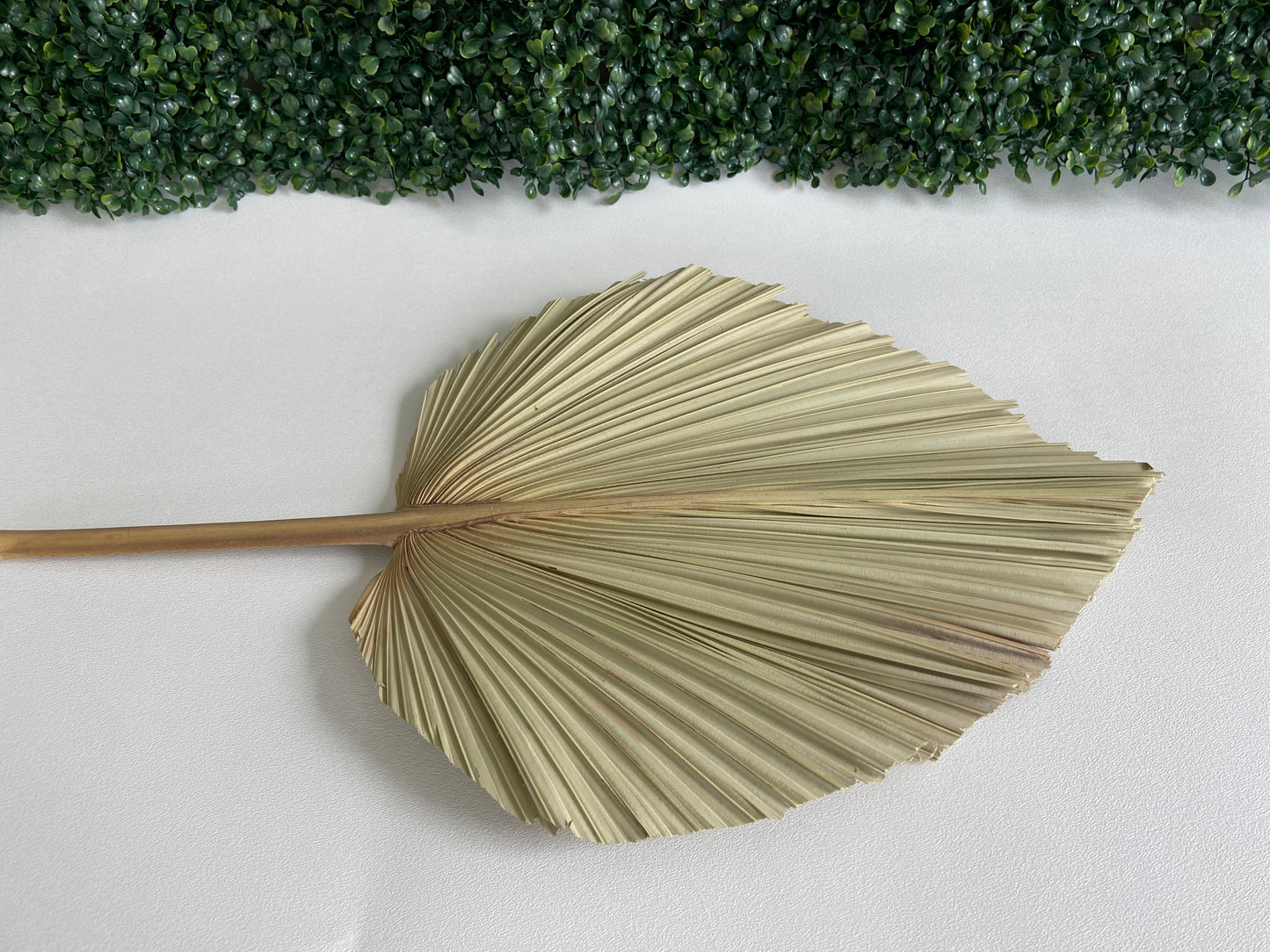 Dried Palm Leave Spears ~ Rental