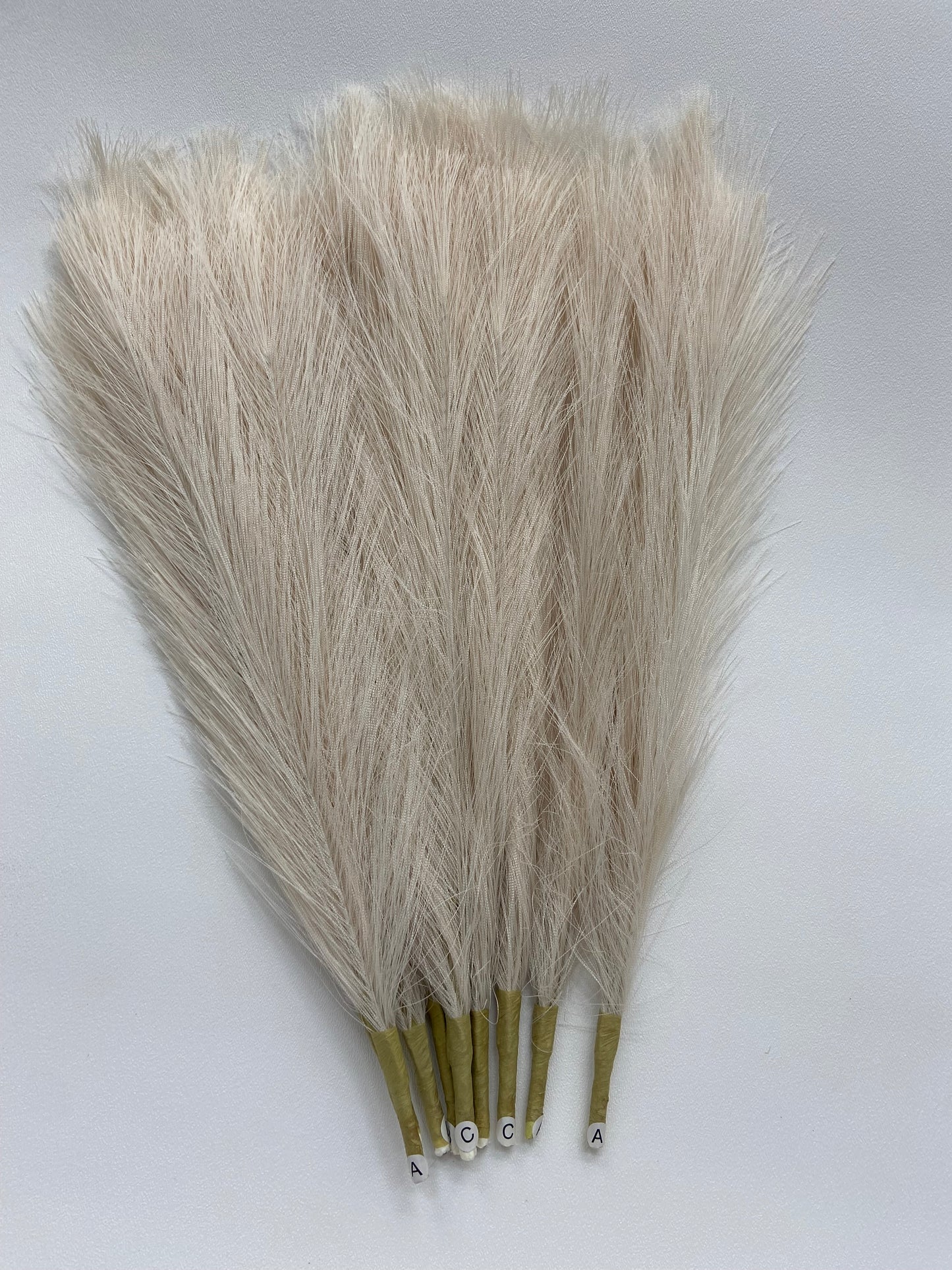 Pampas Grass