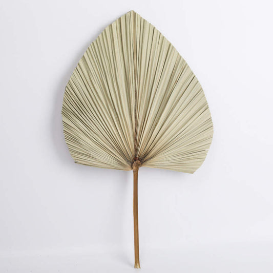 Dried Palm Leave Spears ~ Rental