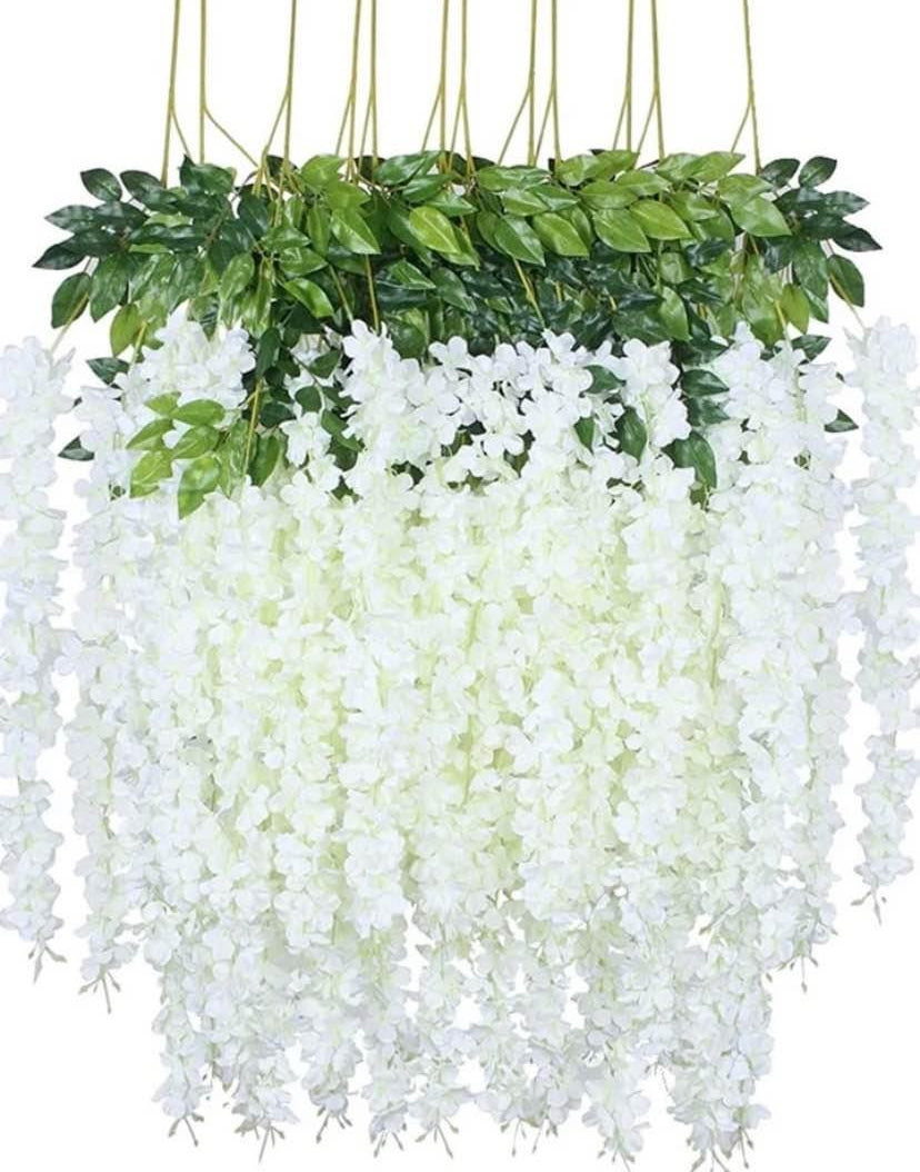 hanging wisteria plant Wisteria Red