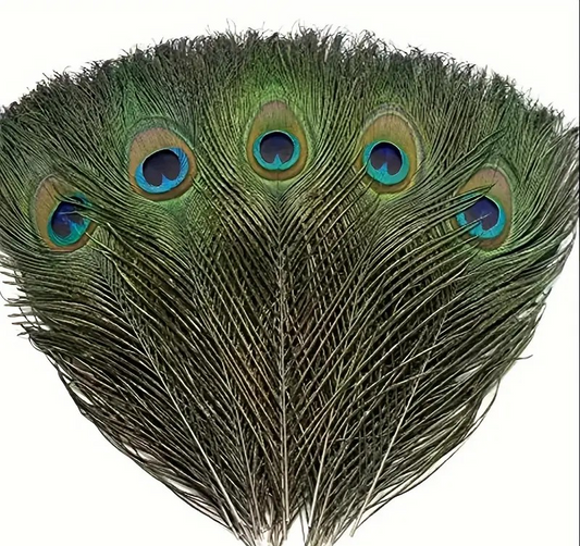 Peacock Feathers