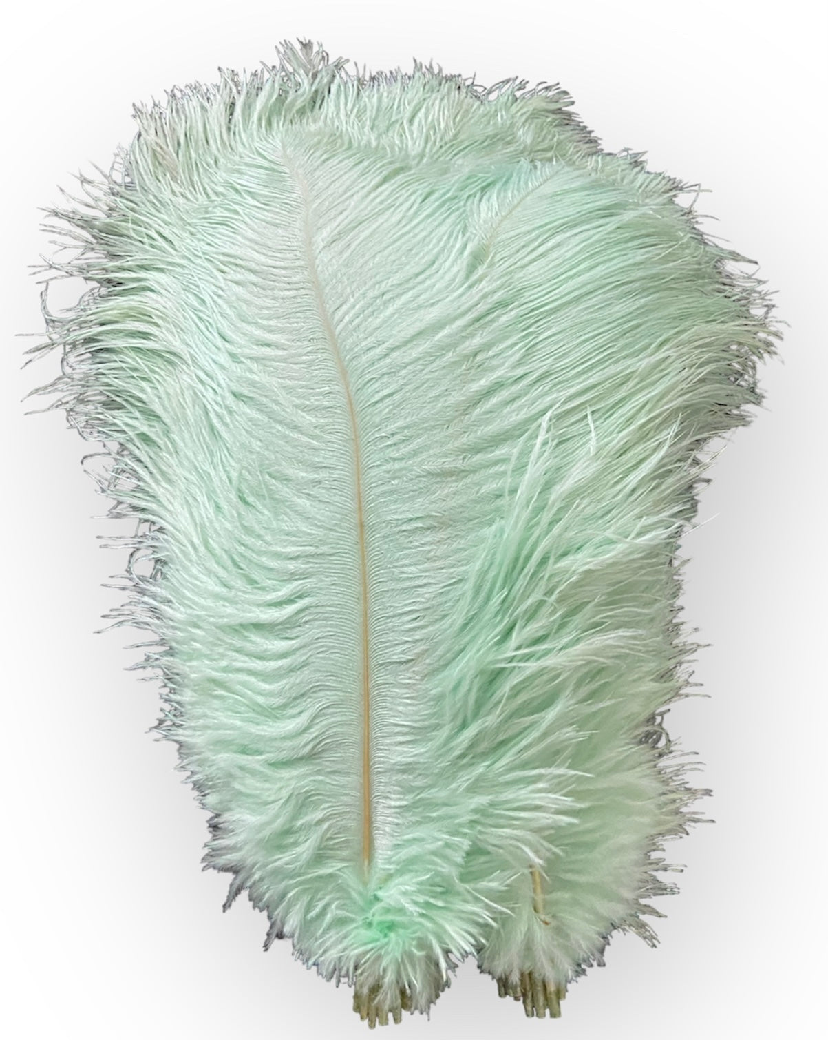 Ostrich Feathers