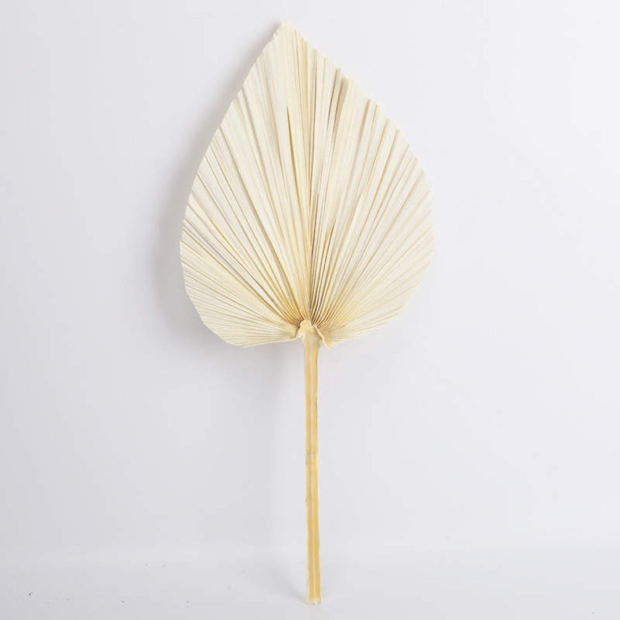 Dried Palm Leave Spears ~ Rental