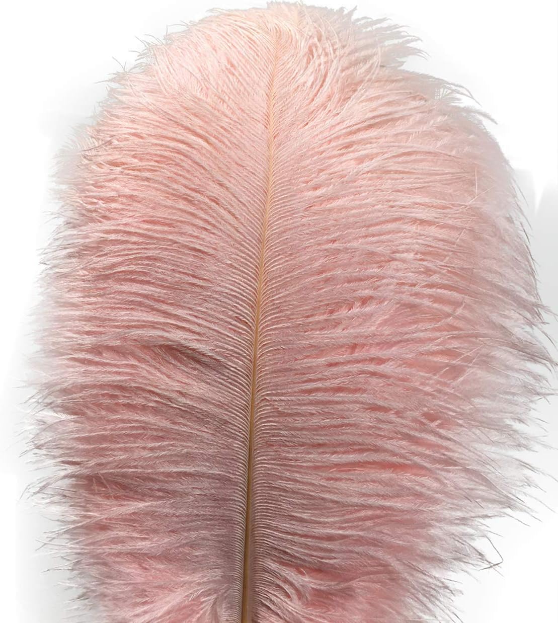 Ostrich Feathers