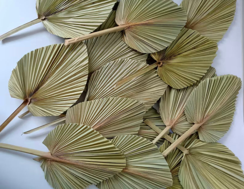 Dried Palm Leave Spears ~ Rental