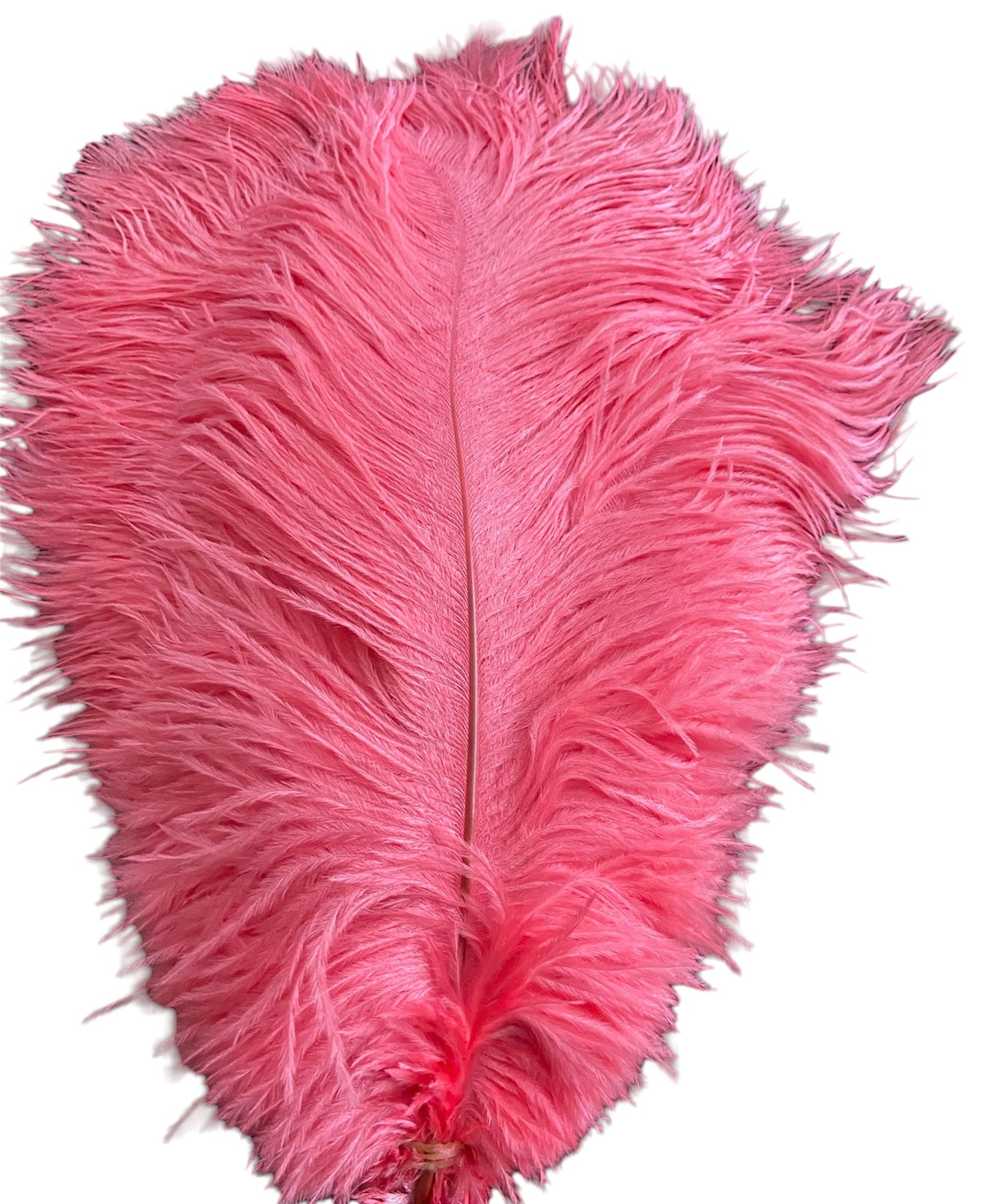 Ostrich Feathers