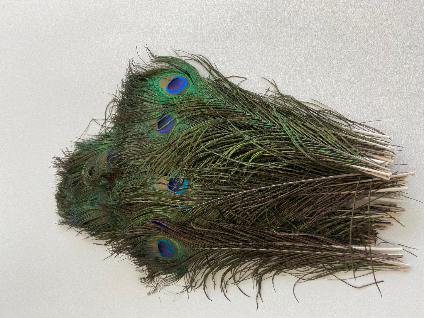 Peacock Feathers