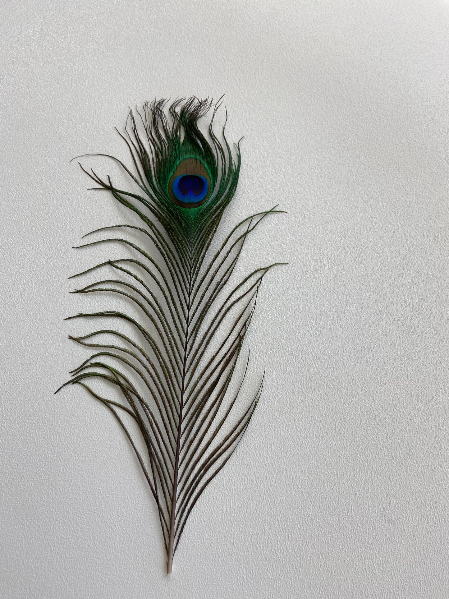 Peacock Feathers