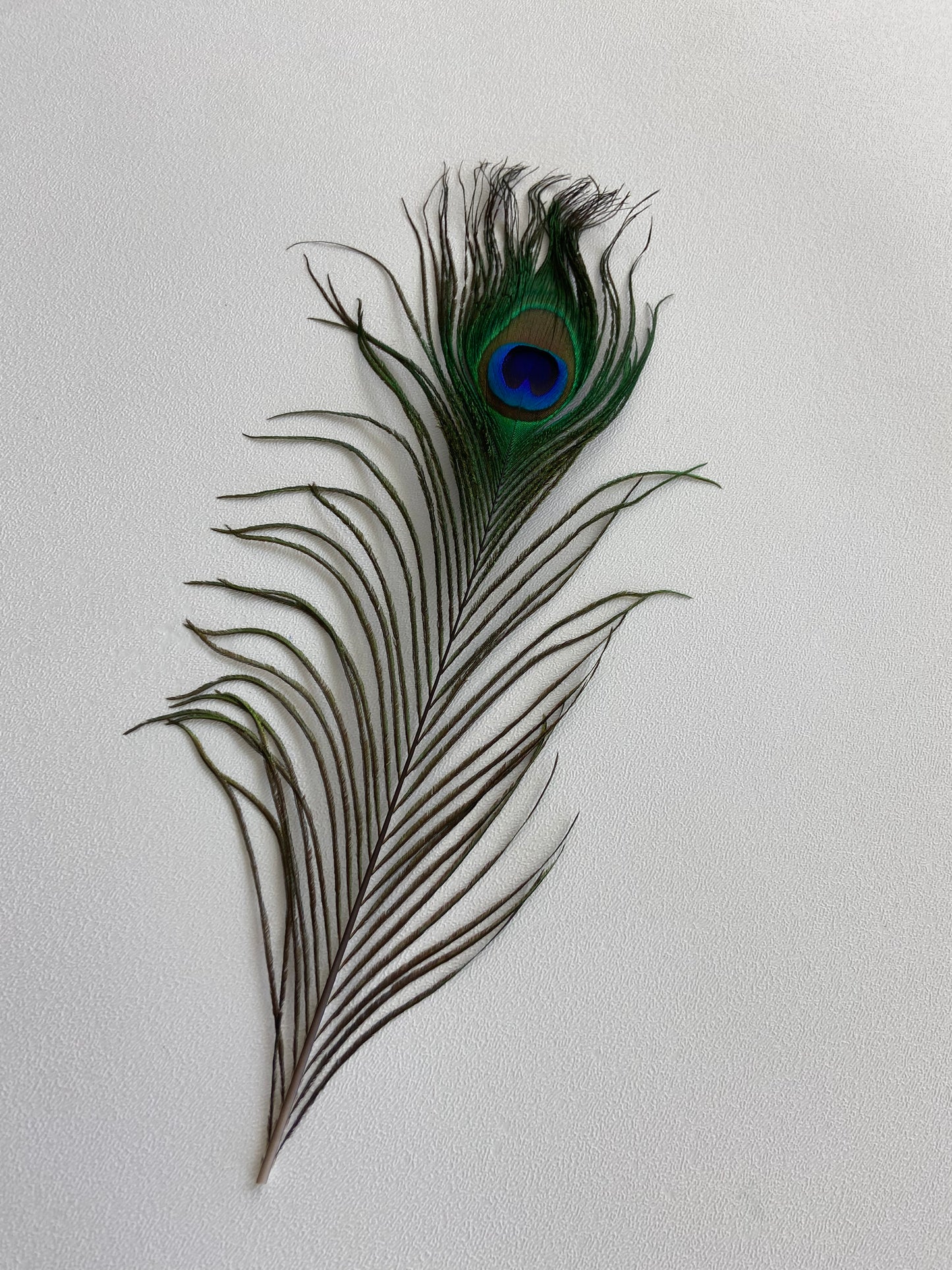 Peacock Feathers