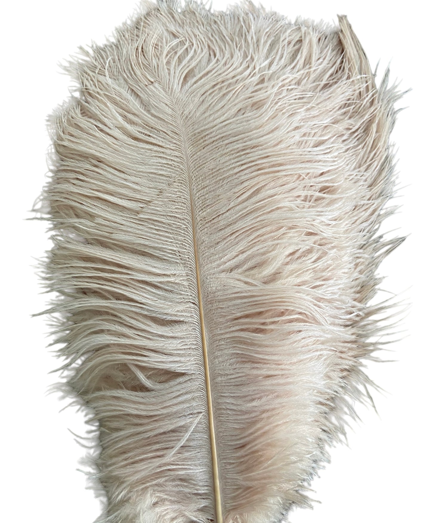 Ostrich Feathers