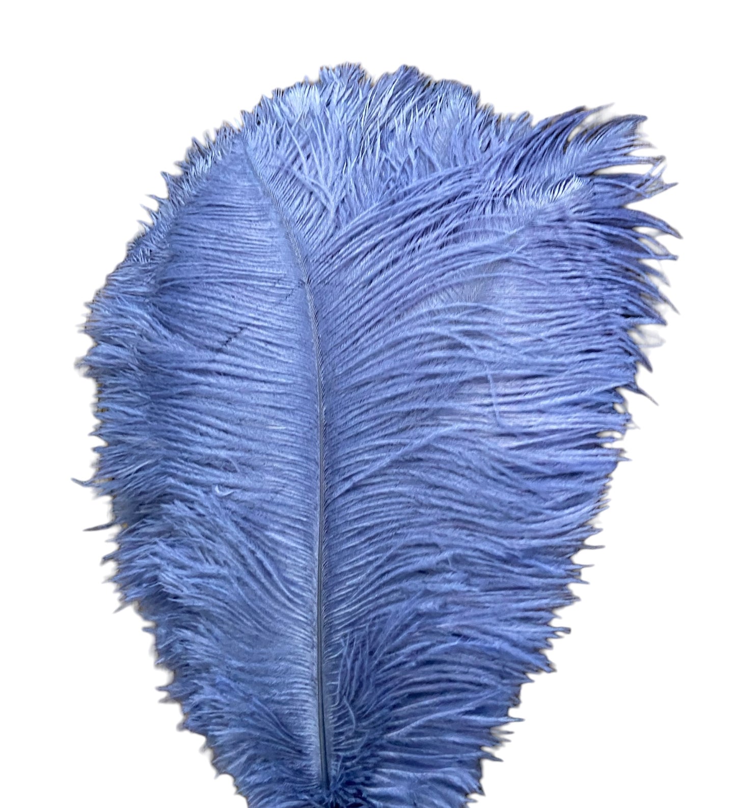 Ostrich Feathers